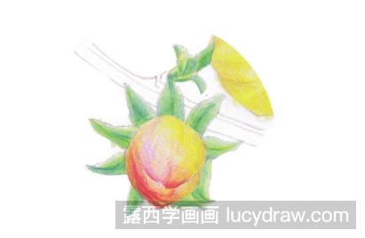 怎样画迎春花彩铅画