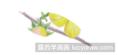 怎样画迎春花彩铅画