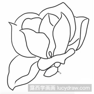 怎么绘制简笔画玉兰花教程