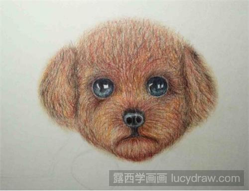 泰迪犬彩铅画教程