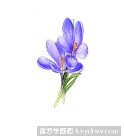 紫罗兰的画法图片