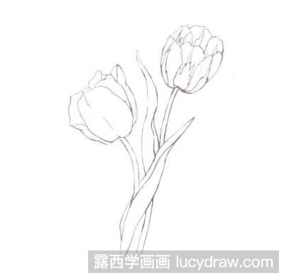 郁金香彩铅画怎么画