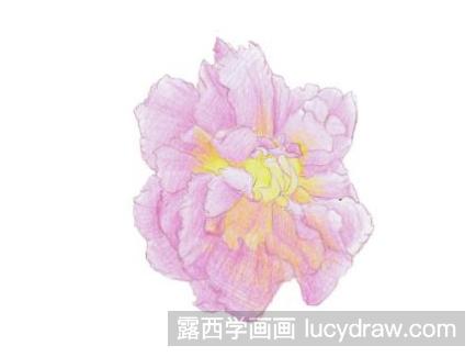 彩铅画教程：教你画木芙蓉