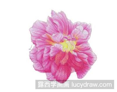 彩铅画教程：教你画木芙蓉