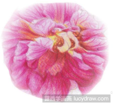 彩铅画教程：教你画木芙蓉