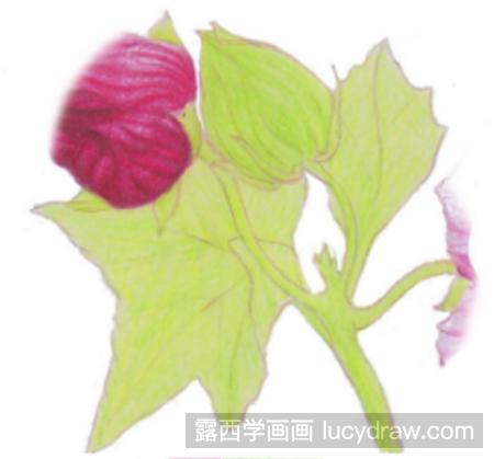 彩铅画教程：教你画木芙蓉