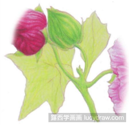 彩铅画教程：教你画木芙蓉