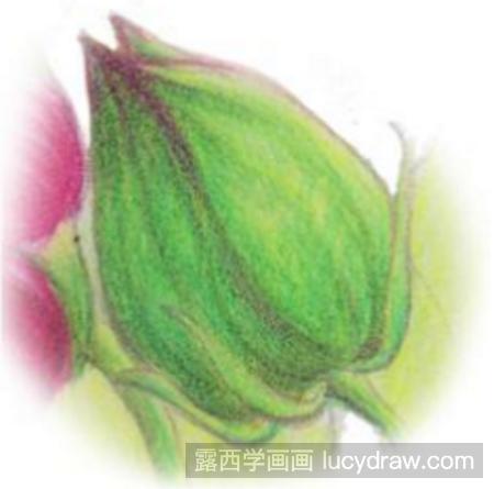 彩铅画教程：教你画木芙蓉