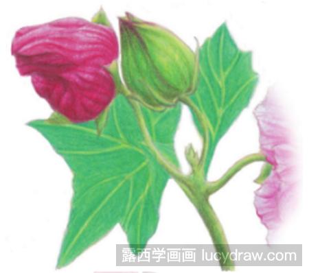 彩铅画教程：教你画木芙蓉