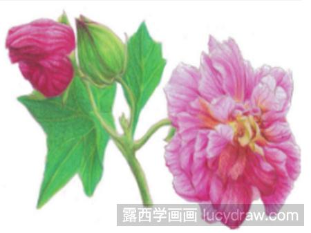 彩铅画教程：教你画木芙蓉