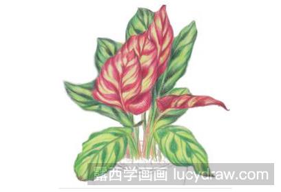 孔雀竹芋怎么画