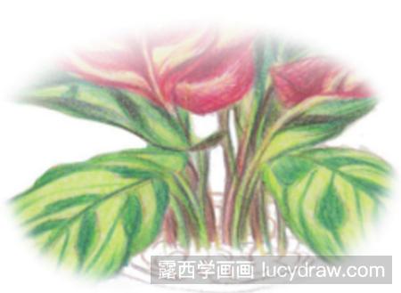 孔雀竹芋怎么画