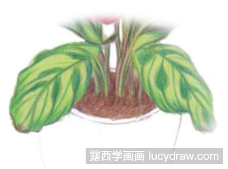 孔雀竹芋怎么画