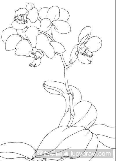 蝴蝶兰花素描图片图片