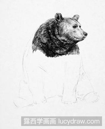 速写教程：教你画大棕熊