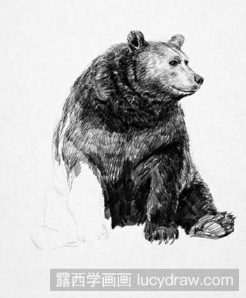 速写教程：教你画大棕熊