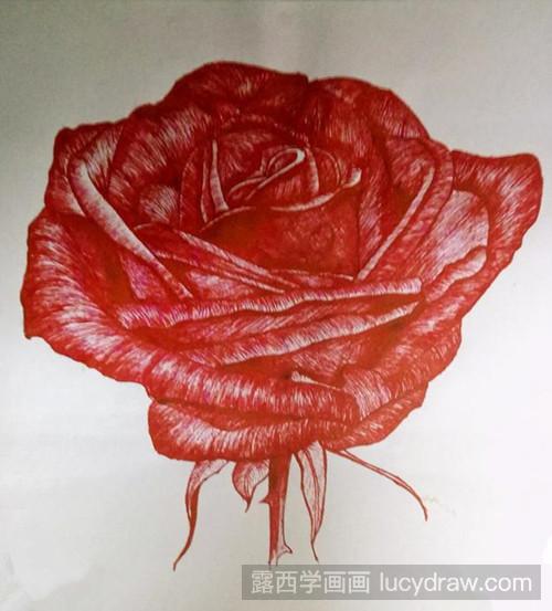 红玫瑰插画教程