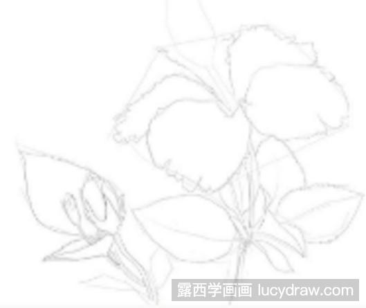 扶桑花彩铅画怎么画