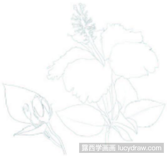 扶桑花彩铅画怎么画