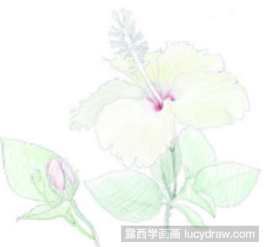 扶桑花彩铅画怎么画