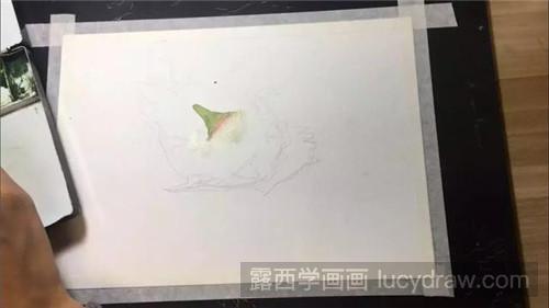 火龙果水彩画教程