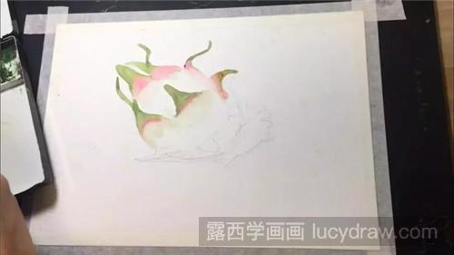 火龙果水彩画教程