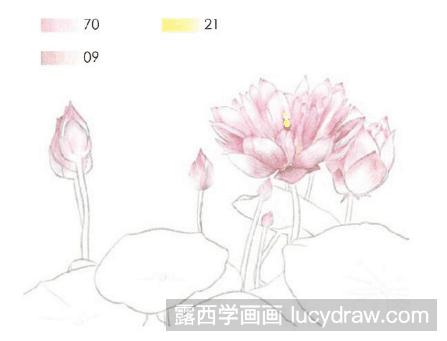 彩铅画教程：怎么画碗莲