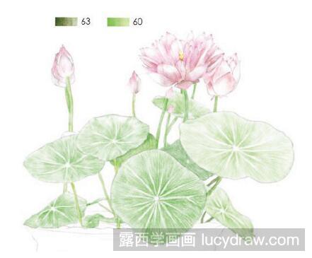 彩铅画教程：怎么画碗莲