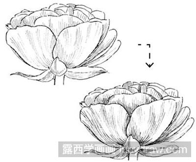 简笔画教程：教你画花毛茛