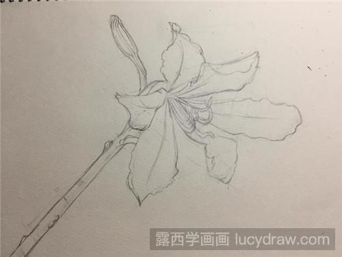 紫荆花彩铅画教程