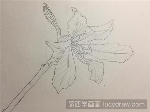 紫荆花彩铅画教程