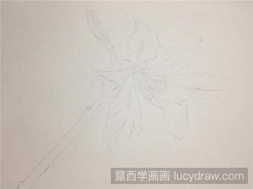 紫荆花彩铅画教程