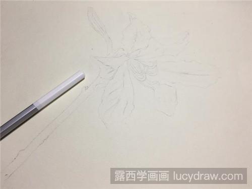 紫荆花彩铅画教程