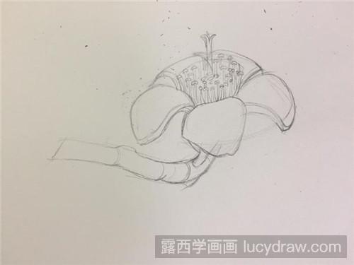 木棉花彩铅画教程