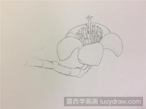 木棉花彩铅画教程