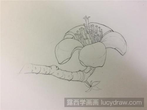 木棉花彩铅画教程