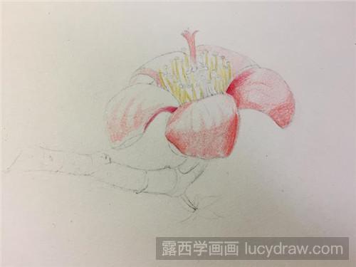 木棉花彩铅画教程