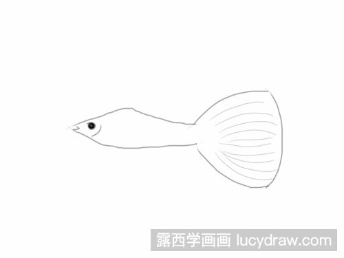 孔雀鱼简笔画教程