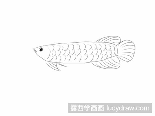 金龙鱼简笔画 简单图片