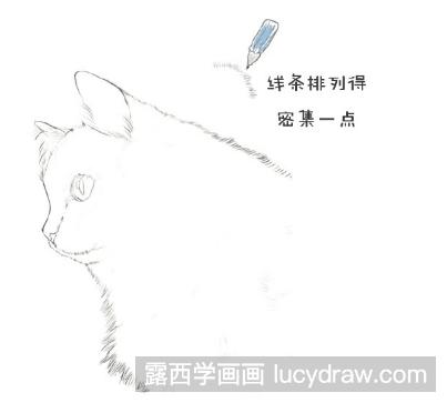彩铅画教程：怎么画土耳其梵猫