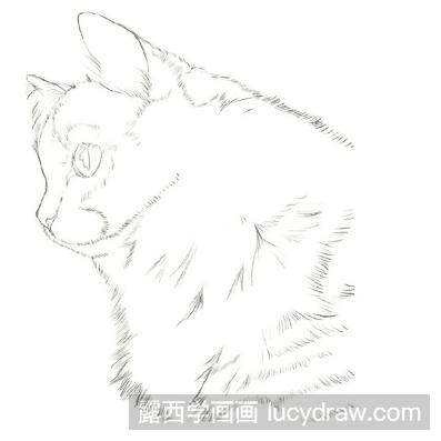 彩铅画教程：怎么画土耳其梵猫