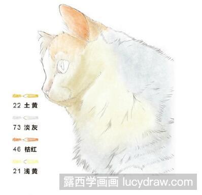 彩铅画教程：怎么画土耳其梵猫