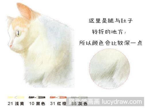 彩铅画教程：怎么画土耳其梵猫