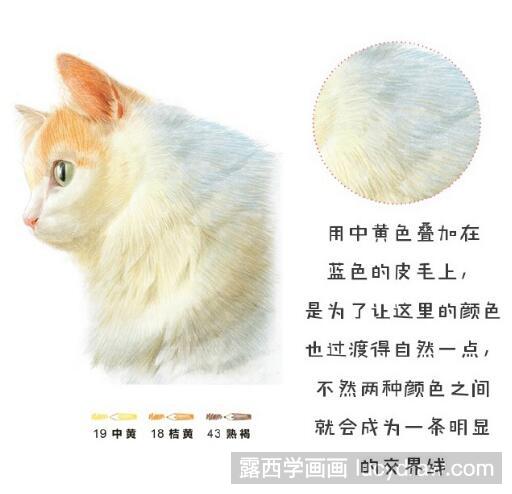 彩铅画教程：怎么画土耳其梵猫