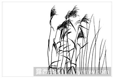 风景钢笔画教程：一片芦苇的画法