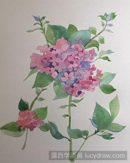 绣球花的水彩画步骤
