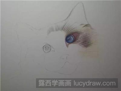 彩铅画教程：教你画猫咪