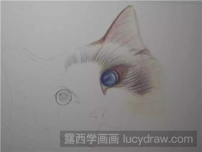 彩铅画教程：教你画猫咪