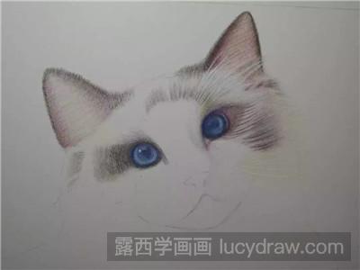 彩铅画教程：教你画猫咪