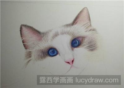 彩铅画教程：教你画猫咪